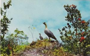 Hawaii Maui Hawaiian Goose