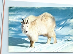 Mountain Goat - Cirrus Mountain - Banff National Park - Alberta, Canada