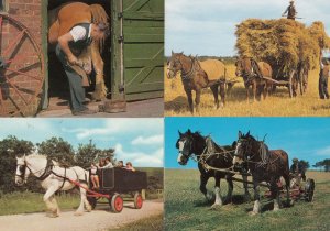 Levisham Shire Horse Rides Pickering Yorkshire Blacksmith 4x Postcard