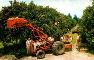 Florida Typical Citrus Harvest