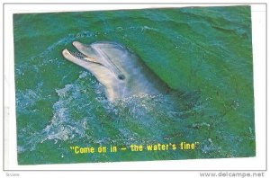 Dolphin, Come on in, the water;s Fine , Florida , PU-1980