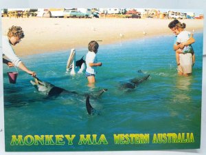 Handfeeding Friendly Dolphins at Monkey Mia Western Australia Vintage Postcard