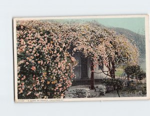 Postcard A Home Of Roses California USA