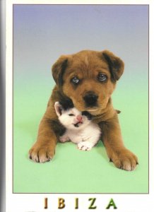 Dog protecting a kitten. Ibiza Modern Spanish tourist postcard 1970s