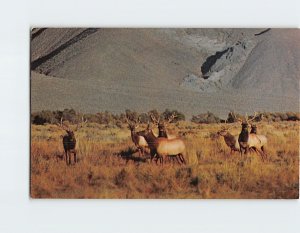 Postcard Tule Elks in Owens Valley California USA