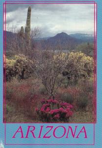 Arizona Theodore Roosevelt Lake With Cactus 2001