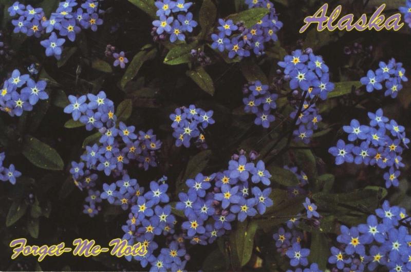 Alaska AK State Flower Alaskan Forget-Me-Nots Blue Unused Postcard D31