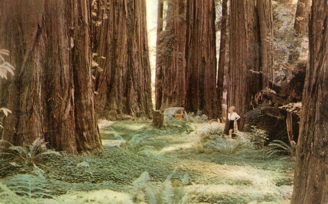 Lady Tourist in Redwood Forest CA, California