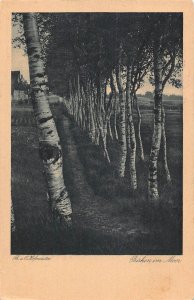 L349 Germany Birken im Moor Trees birch Theodor Oscar Hofmeister postcard