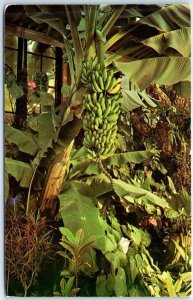 Edible banana, Tropical Terrace Garden, Longwood Gardens - Kennett Square, PA