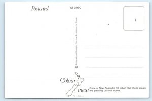 NEW ZEALAND Sheep Pasture 4x6 Postcard