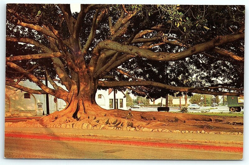 VTG Postcard California Moreton Bay Fig Tree Santa Barbara Dave Mills Dexter A4