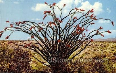 Ocotillo - Misc, Arizona AZ