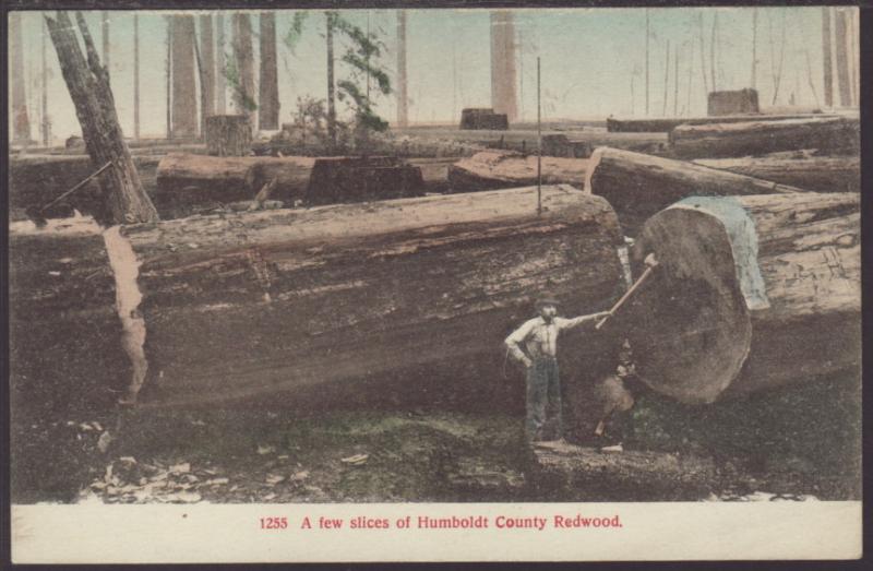 A Few Slices of Humboldt County Redwood Postcard