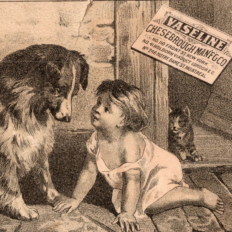 1880's Vaseline Elixir Vitae Child Collie Dog And Cat Chesebrough Trade Card