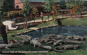 California Los Angeles Feeding Time At The Alligator Farm