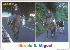 ACORES, Portugal, 1950-1970's; Ribeira Grande, Transporte Tipico Do Leite Vac...