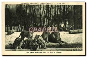 Old Postcard Felin Lion International Colonial Exposition Paris 1931 Zoo lion...