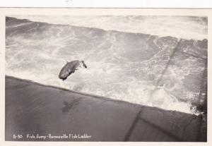 Oregon Fish Jump Bonneville Fish Ladder Real Photo