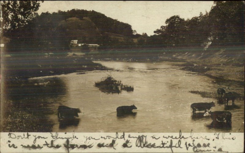 Cows in River - Selinsgrove PA Cancel 1907 Real Photo Postcard