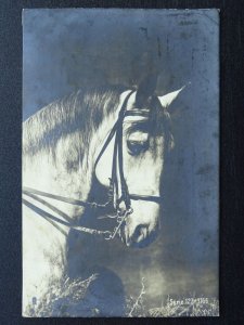 Horse Theme WHITE HORSE Lovely Old Nag c1904 RP Postcard by Rotophot