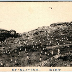 c1920s Izumo, Japan Memisaki Kaigan Island Sea Gull Birds Collotype Photo PC A56