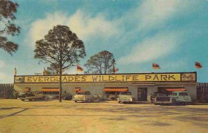 Everglades Wildlife Park Cars US 41 Punta Gorda Florida 1950s postcard