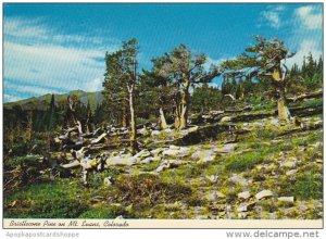 Colorado Bristlestone Pine On Mt Evans