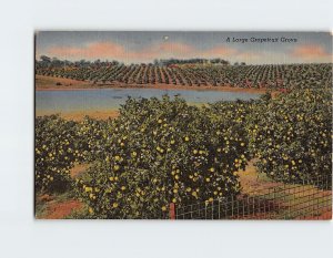 Postcard A Large Grapefruit Grove, Florida