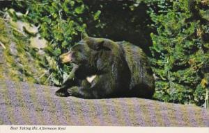 Black Bear Taking His Afternoon Rest In Yelowstone Park Wyoming
