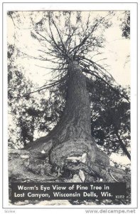 view of Pine Tree in Lost Canyon, Wisconsin Dells, Wisconsin,   40-60s