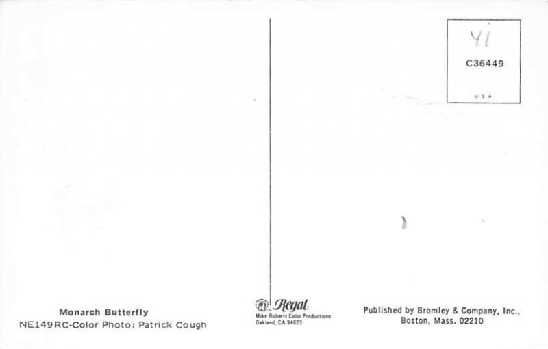 Monarch Butterfly View Postcard Backing 