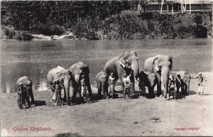 Sri Lanka Ceylon Elephants Vintage Postcard C068