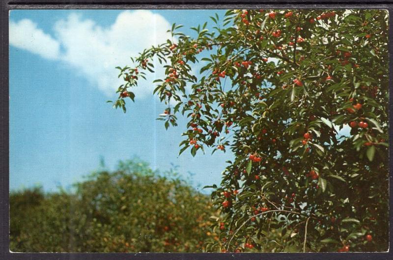 Cherry Orchard,Door County,WI BIN