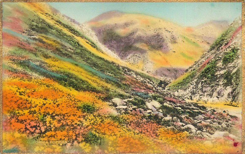 Postcard California Poppies Hand Colored Divided Unposted 