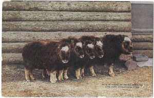 Herd of Young Musk Ox New York Zoological Park