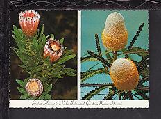 Protea Flowers,Kula Botanical Garden,Maui,HI Postcard BIN 