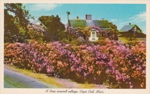 Massachusetts Cape Cod Beautiful Rose Covered Cottage