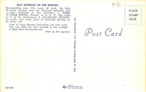 Morpho Butterflies, May Museums of the Tropics Colorado Springs, Colorado, US...