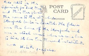 Palo Alto Tree Palo Alto CA