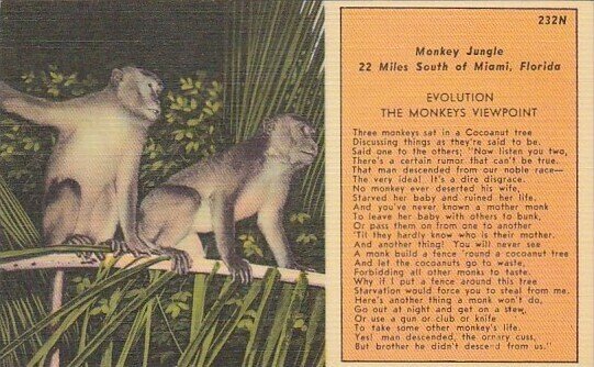 Monkeys At Monkey Jungle 22 Miles South Of Miami Florida