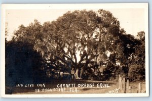 St. Augustine Florida FL Postcard RPPC Photo Big Live Oak Garnett Orange Grove