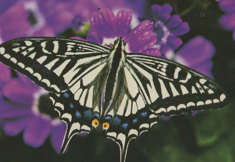 Papilio Xuthus Asian Swallowtail Butterfly Postcard