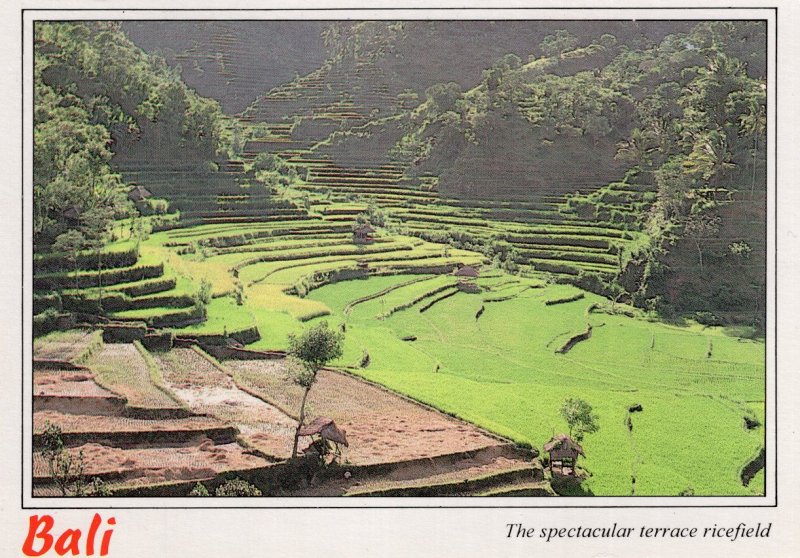 Bali Ricefield Indonesia Postcard