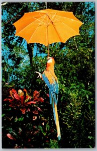 Miami Florida 1960s Postcard Parrot Jungle Bonino Returns Moon Shot