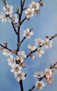 Prunus Armeniaca, Linn. Flowering Branch of an Apricot - Glass Flowers Glass ...