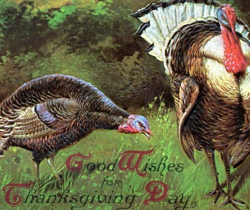 Embossed Wild Turkeys Good Wishes For Thanksgiving Day 1910 Postcard AG