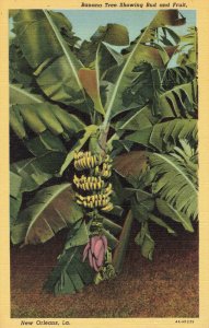 Postcard Banana Tree New Orleans Louisiana