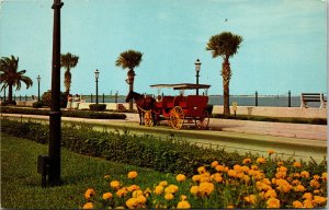 Vtg 1960s Sightseeing Carraiage Ride at St Augustine Florida FL Chrome Postcard