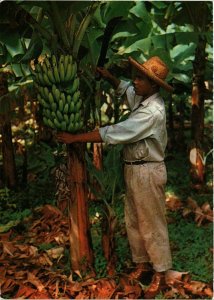 CPM The banana-tree and its bunch MARTINIQUE (871571)